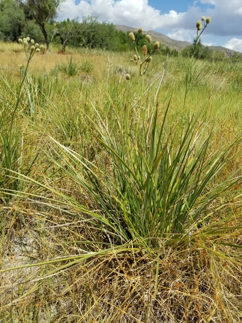 Groups of green plants with large, blade like leaves grow in a browning wetland. A desert mountain is seen in the distance. 