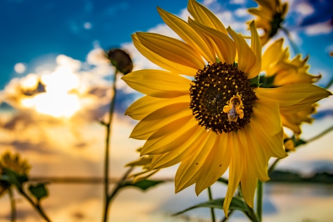 Bee loaded with pollen on a blooming yellow sunflower. In the background are more sunflowers, water and sun filtered sky with clouds.