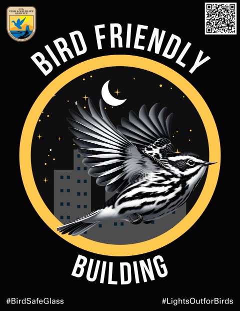 Bird friendly building