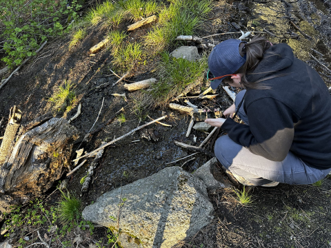 a U.S. Fish and Wildlife biologist crouching over a muddy spot in a forest