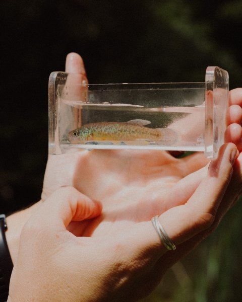 Hands holding fish in viewing glass