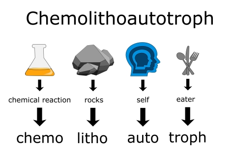 A diagram that breaks down the word, Chemolithoautotrophs. From left to right, there is an illustration of a chemistry beaker with a down arrow to the word chemical reaction then another down arrow to the word chemo. Next, there are three rocks with a down arrow pointed to the word rocks then another down arrow pointed to litho. Next, there is a silhouette of a head with an arrow underneath it pointed to the word self and from the word self is another arrow pointed to the word auto. Finally there is an illu