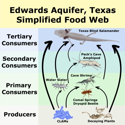 A simplified food web with the words, Edwards Aquifer, Texas simplified food web. Producers are on the bottom of the web and include CLAMs and decaying plants. The primary consumers are comas springs dryopid beetle, water slater and cave shrimp and are found on top of the Producers box. Secondary consumers include Peck's cave amphipod and is found on top of the primary consumer box. Tertiary consumers is the Texas blind salamander and is found on top of the secondary consumer box. .