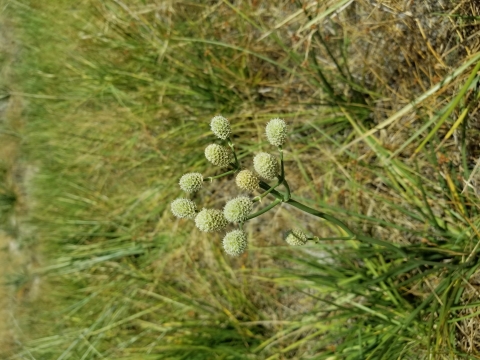 A cluster of light green, cone-shaped flowers of Arizona eryngo blooms among other Arizona eryngo plants.