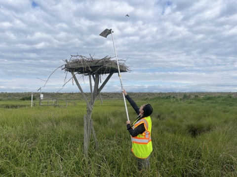 an intern holds a mirror on rod to look into an osprey nest