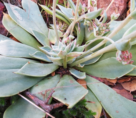 A rosette of succulent leaves with pink and white flowers are splayed out among brown leaves.