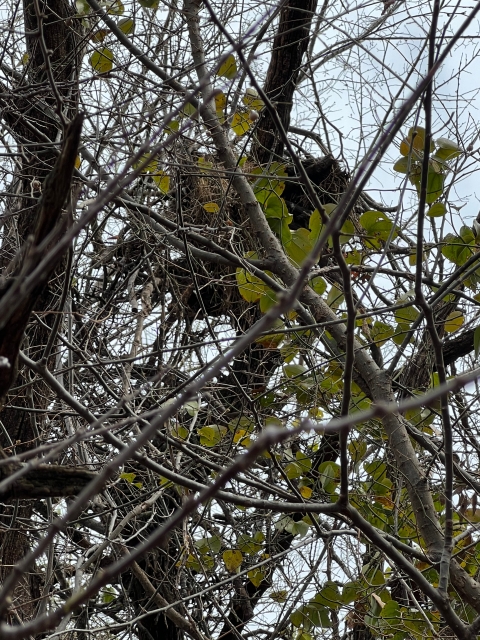 bald eagle nest