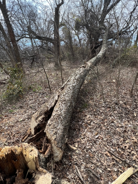 destroyed bald eagle nest