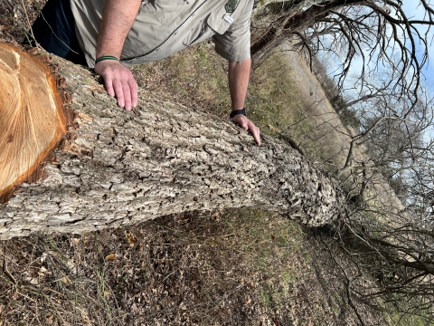 Destroyed bald eagle nest