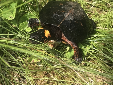 Bog turtle