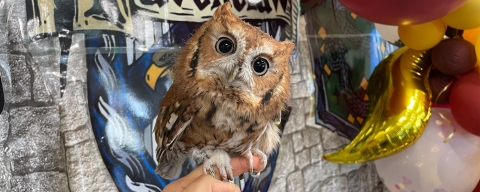 Luna, our owl ambassador, perches on a biologists finger.