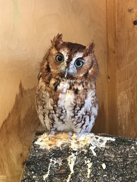 Luna, our owl ambassador, perches on a log.