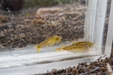 A group of small yellow and speckled fish with a dark background.