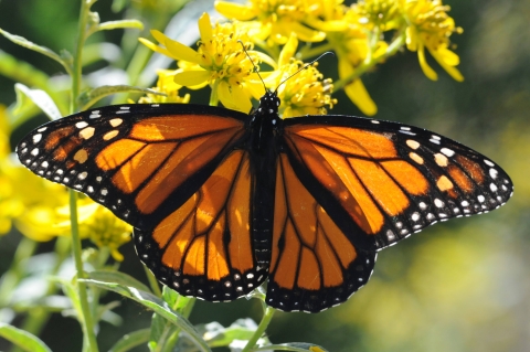 butterfly on flower