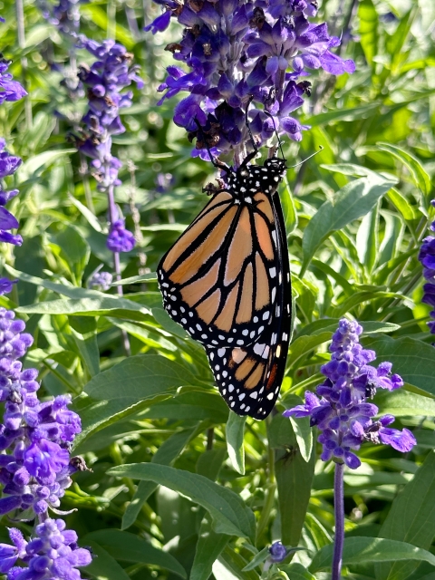 new adult monarch drying wings