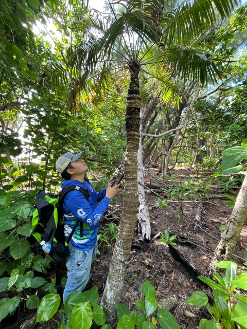 Joshua Artuz, Kupu CLDP member, tags and assessment Fadang (Cycas micronesica) health