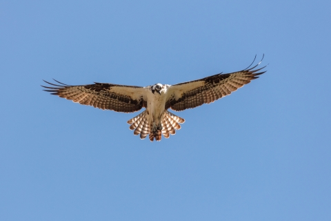 a large black and white bird in flight with outstretched wings