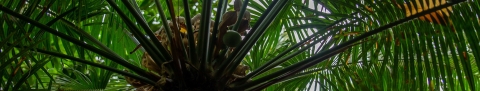 The picture shows the top of the stem of a fadang tree and some of the leaves.