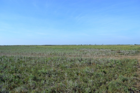 Coastal shrub prairie