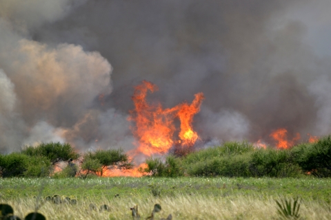 A prescribed fire treatment in a coastal prairie