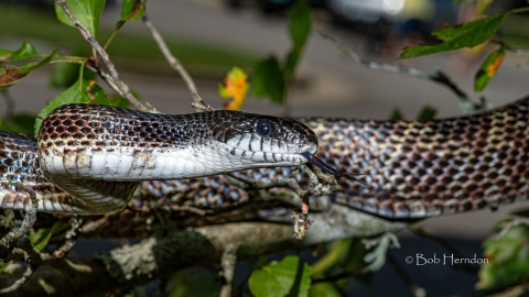 A Black Rat Snake balancing on a tree limb