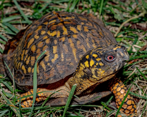 Eastern Box Turtle in grass