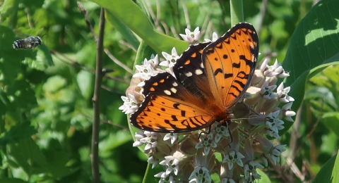 Regal fritillary butterfly on a common milkweed