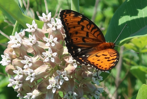 Regal fritillary butterfly on common milkweed