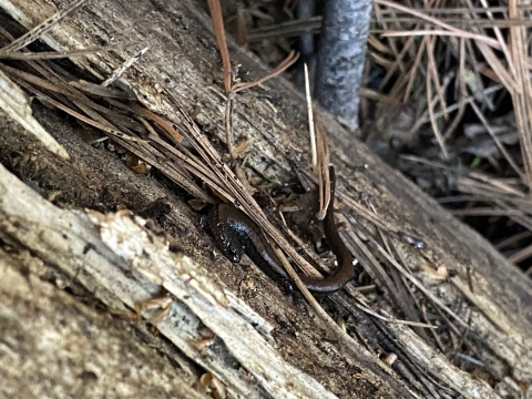 a brown relictual slender salamander rests on a decaying log