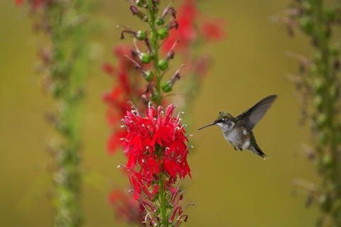 A ruby-throated hummingbird flies up to a bright red flower to investigate. 