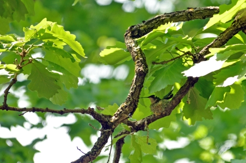 A tiny female hummingbird sits on her nest shrouded by bright green leaves and branches. Her nest is cup-shaped and very small.