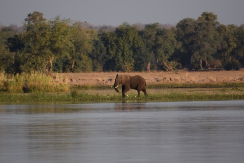 Savanna elephant bull