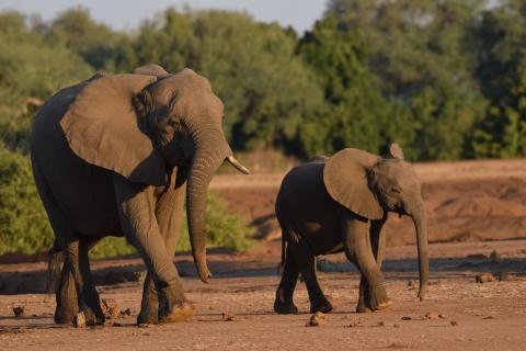 Savanna elephant with calf