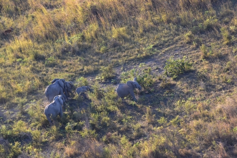 Aerial view of savanna elephants