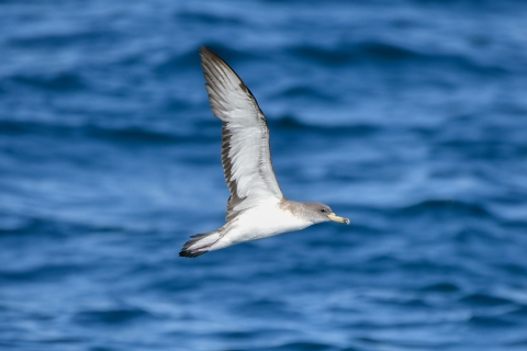 Scopoli's Shearwater flying above the ocean with wings extended upward