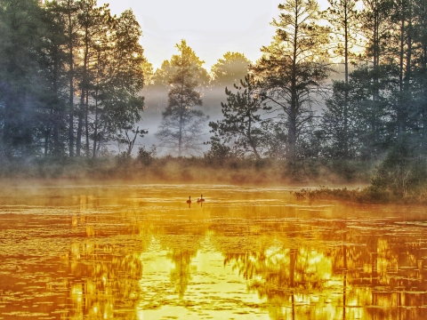 Foggy morning day on a refuge pool