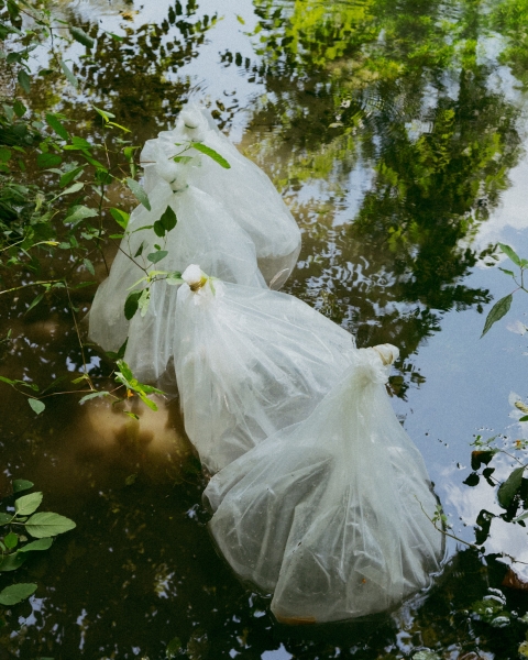 Plastic bags floating in water