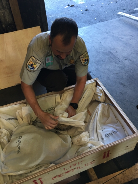 Wildlife Inspector Rene Galindo inspects a shipment of live reptiles at the Port of Los Angeles