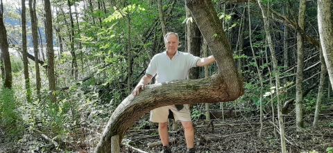 A ban stands in the woods behind the bent branch of a tree.