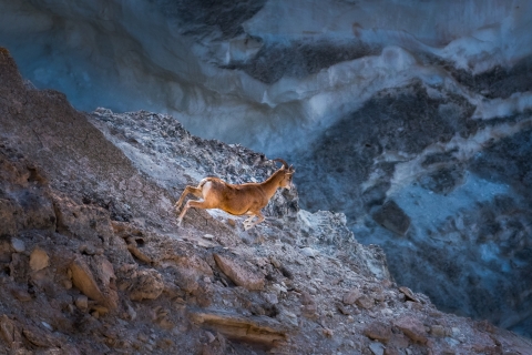 A wild sheep leaps on a rocky mountain top.