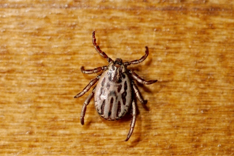 A winter tick