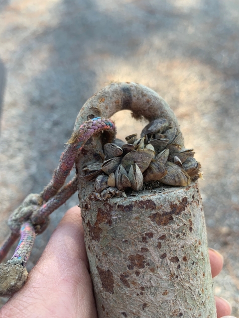 Zebra mussels encrusting top of boat anchor.