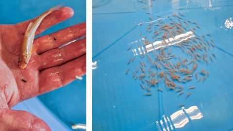 Woundfin in a large blue tub awaiting transporting to the airport. Left image is a woundfin sitting on a hand.