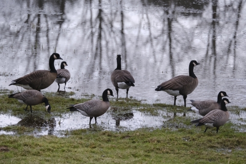 Several different sized geese stand together in grass and shallow water.