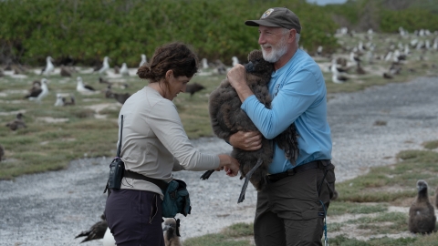 Jon holds an albatross while a biologist tags the albatross on the leg.