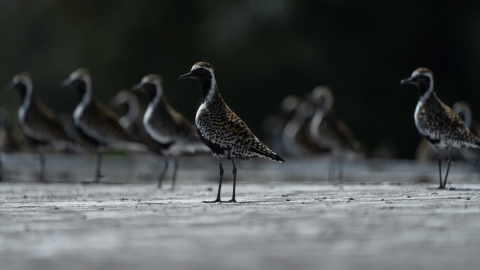 Pacific golden plovers standing on tarmac at Midway