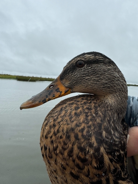 closeup of a female mallard head