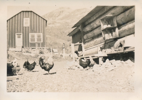 A historic photo of chickens and roosters outside of a log cabin building and other buildings with a mountain in the distance.