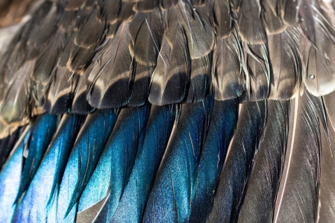 closeup of a duck wing