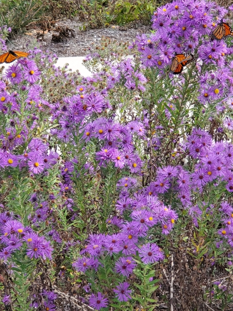 purple wildflowers with orange and black monarch butterflies